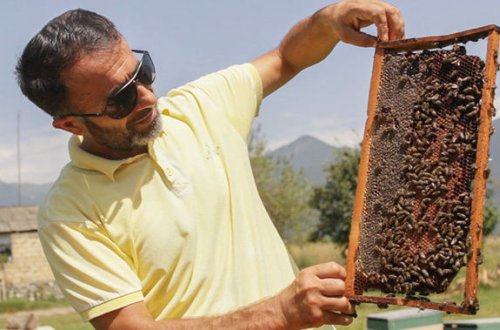 Azərbaycan balı dünyada 150 dollardan satılır - MÜSAHİBƏ