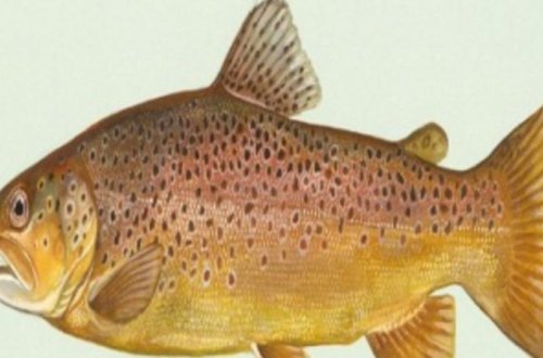 Nazirlik: Bu balıqları ovlamaq olmaz