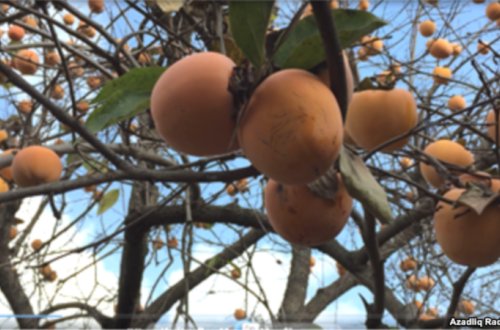 Tovuzda BƏDBƏXT HADİSƏ: 60 yaşlı qadın ağacdan yıxıldı