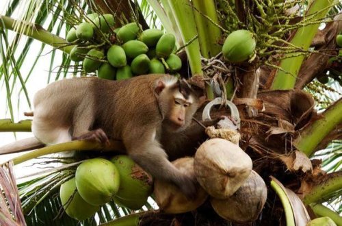 Meymun kokosla qocanı öldürdü