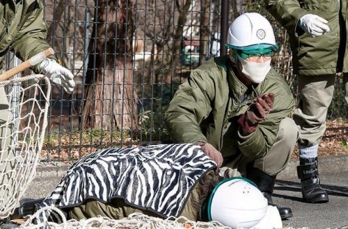 Zooparkda ÖLÜM HADİSƏSİ: Ağ pələng işçini parçaladı