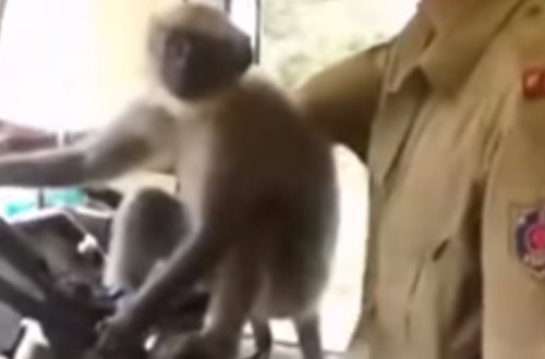 Meymun avtobus sürdü - Sürücü sərt cəzalandı