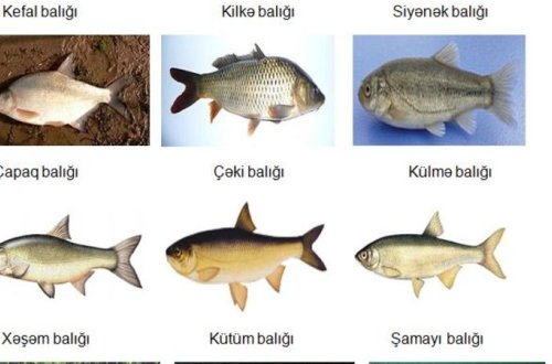 Azərbaycanda bu balıqların ovlanmasına icazə verilir