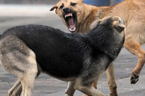 Bakıda sahibsiz itlər azyaşlılara hücum etdi - VİDEO