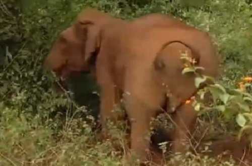 Ana fil ölü doğulan balasını 48 saat oyandırmağa çalışdı – Video