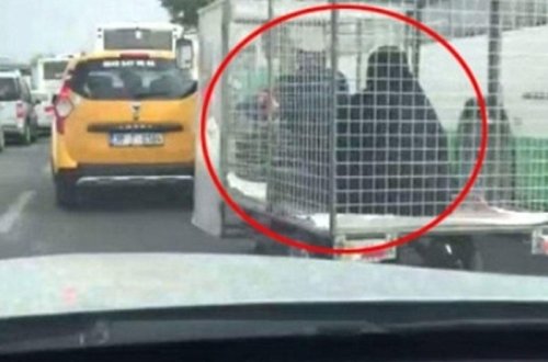 Qadını qəfəsdə daşıdılar, feministlər 