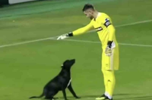 Stadiona çıxan it dünyaca məşhurlaşdı - VİDEO