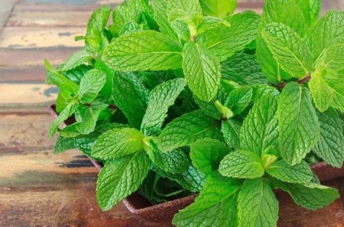 Nanənin hər dərdə dəva faydaları