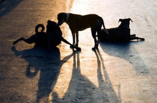 Bakıda itlərin əhatəsində tapılan iki yaşlı uşaq kimdir?