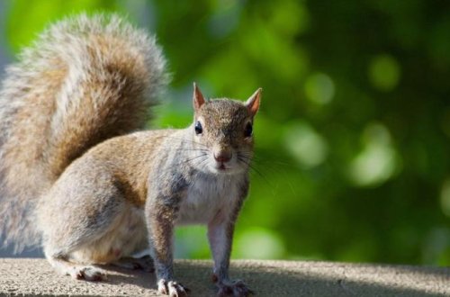 60 yaşlı ovçu sincabın beynini yedi, sonra... - FACİƏLİ SONLUQ