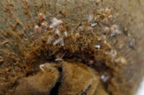 İrandan gətirilən daha bir məhsulda ZƏRƏRLİ MADDƏLƏR ÇIXDI