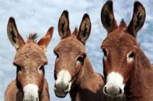 Azərbaycanda 5 min eşşək yoxa çıxıb