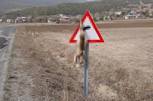 Öldürüb cəsədini yol nişanından asdılar - DƏHŞƏTLİ GÖRÜNTÜ