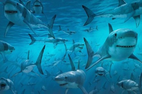 Ticarət mərkəzində qadın ac akulalarla dolu hovuza düşdü - VİDEO