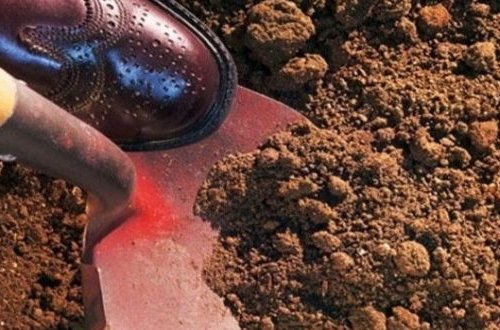 Arvadını Bakıda öldürüb Salyanda basdırıb – dəhşətli namus cinayətinin təfərrüatı