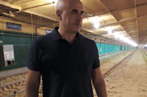 Toyuq əti alan zaman ilk növbədə nələrə diqqət yetirməliyik? - Sən demə böyük çəkili toyuqlar... - Ekspertdən dəyərli fikirlər