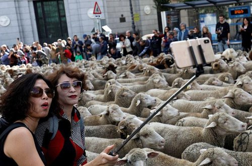 Şəhərin mərkəzindən qoyun sürüləri keçdi - VİDEO - FOTO