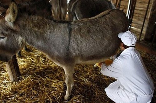 Bakıda eşşək ferması yaradıldı – Südü 40 manat