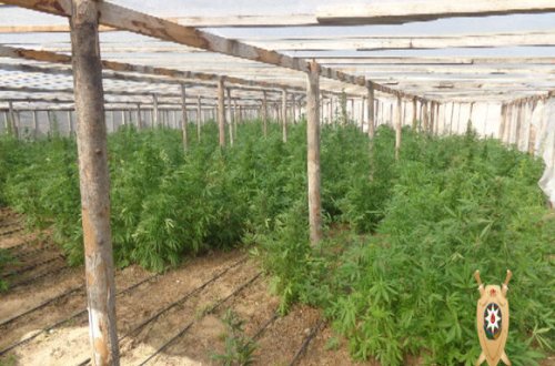 Bağda narkotik əkənlər ələ keçdi - FOTO