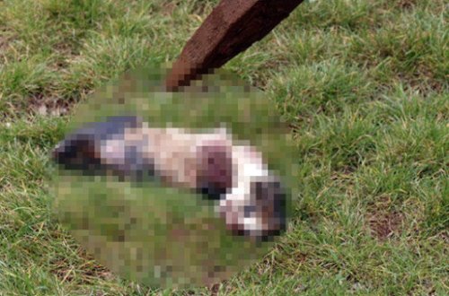 VƏHŞİLİK: Pişiyin qulaqlarını və ayaqlarını kəsib cəsədini... - FOTO