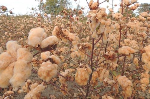 Azərbaycanda ilk dəfə rəngli pambıq yetişdirildi - FOTO