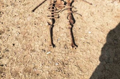 Mikayılın Müşfiqə aid olduğu ehtimal edilən skeletin FOTOSU: Alnında iki güllə yeri var