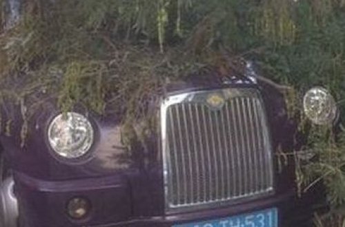 Bakıda ağac maşının üstünə aşdı - FOTO