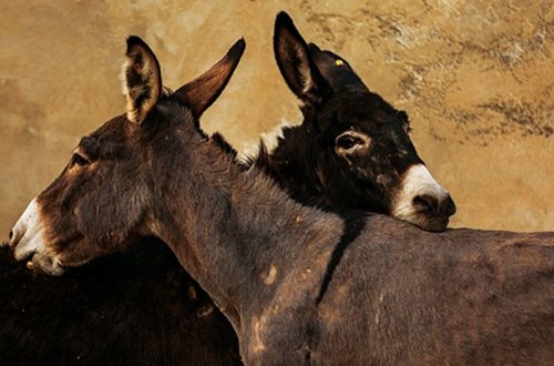 “Eşşəklərimiz Bethovenə, Baxa qulaq asırlar” - VİDEO - FOTO