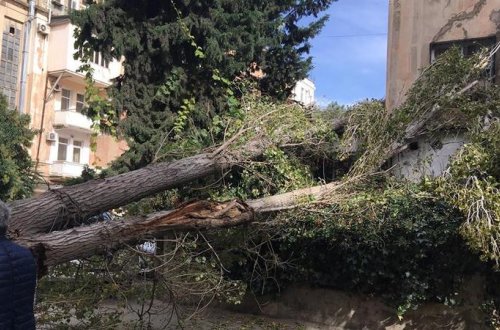 Ağac bahalı avtomobilin ÜSTÜNƏ AŞDI VƏ... - Bakıda QORXUNC HADİSƏ/FOTOLAR