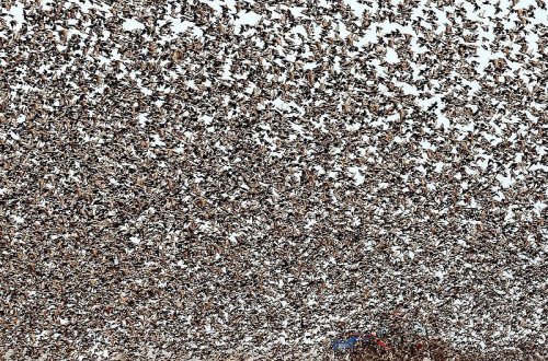 Yüz minlərlə sığırçın səmaya qalxdı - FOTO