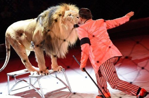 Rusiyada sirk nümayişi zamanı dişi aslan azyaşlı qıza hücum edib