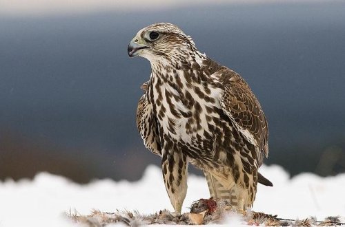 Qırmızı kitaba düşən quşu ovladılar
