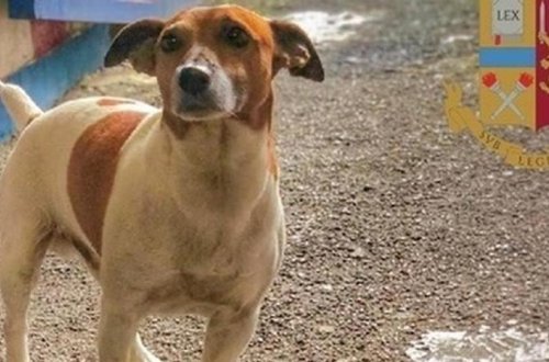 Mafiyadan ŞOK QƏRAR: onun başına 5 min avro mükafat qoyuldu - FOTO