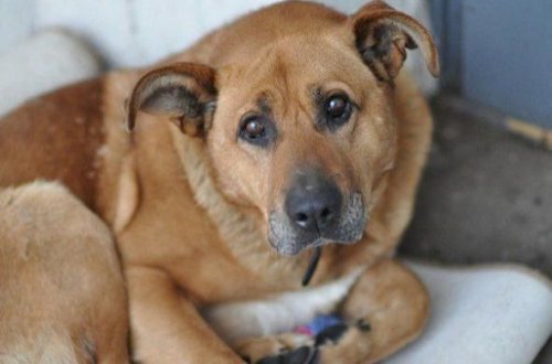 Bakıda sahibsiz itlər işgəncə ilə öldürüldü - VİDEO