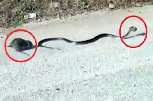 Ana siçan balasını ilanın ağzından xilas etdi — VİDEO