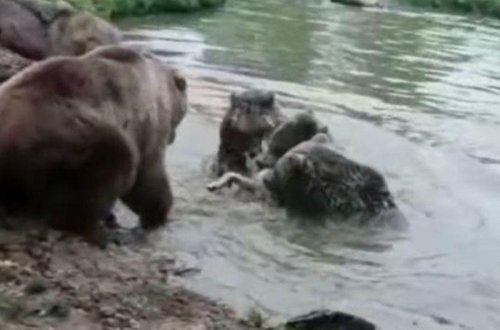 Ayılar heyvanxanada canavarı parçalayıb yedilər - VİDEO - FOTO