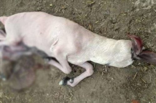 Başsız doğulan quzu görənləri heyrətləndirdi - FOTO