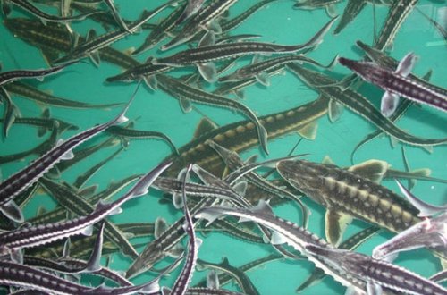 TƏKLİF: Nəsli kəsilməkdə olan balıqların artımı üçün müasir fermalar yaradılmalıdır