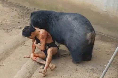 Vəhşi heyvan uşağı parçalamaq istədi - (18+VİDEO)