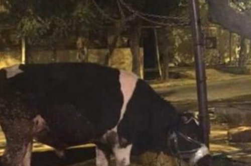 Bakıda İNANILMAZ OLAY: inəyi səhərə kimi... - ŞOK GÖRÜNTÜ