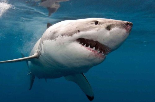 Avstraliyada akula qayıqda istirahət edən adamı parçaladı