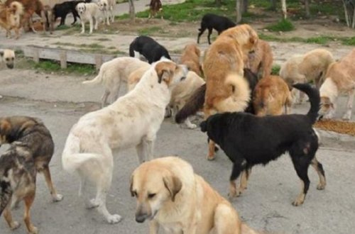 Sahibsiz heyvanları öldürənlər CƏZALANDIRILACAQ - Nazirlik AÇIQLADI