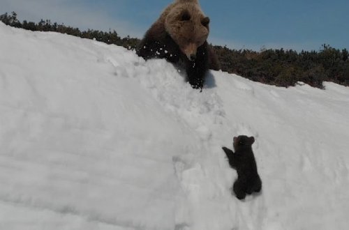 Milyonların sevimlisinə çevrildi: Ruhdan düşmədi, qorxmadı, bacardı – Video