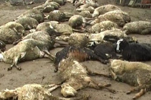 Azərbaycanda avtomobillər sürünün üstündən keçdi – 42 QOYUN TƏLƏF OLDU