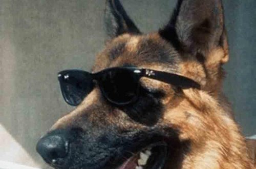 Bu itin dəyəri 375 milyon dollardır - Ən bahalı ev heyvanları - SİYAHI - FOTO