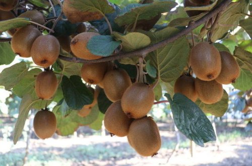 Ölkəyə gətirilən 10 ton kividə zərərli maddələr aşkarlandı