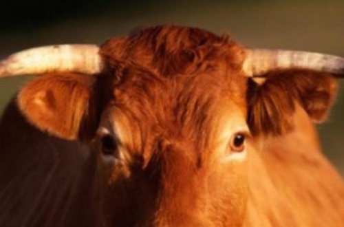 Ağdaşda maşın inəyi vurdu: 3 nəfər yaralandı