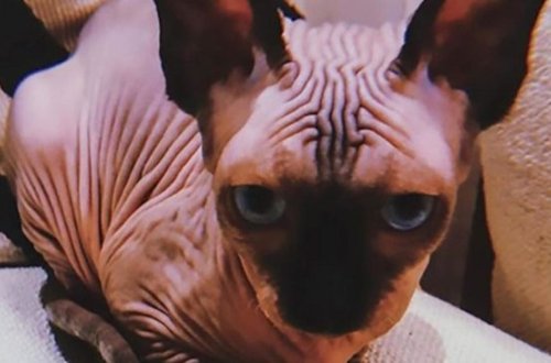 Ronaldonun təzə pişiyi sosial mediaya damğa vurdu - FOTOLAR