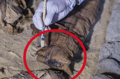 Misirdə onlarla mumiyalanmış pişik cəsədi tapılıb - FOTO