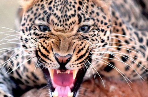 Rusiyada sirkdə bəbir uşağa hücum etdi - VİDEO